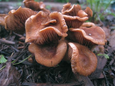 Distracted Naturalist: Recent Mushrooms - early June 2013 part I gambar png