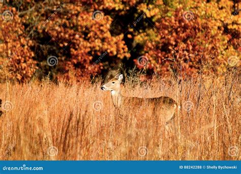Doe Deer Spotted In Autumn Foliage And Tall Grass Stock Photo Image