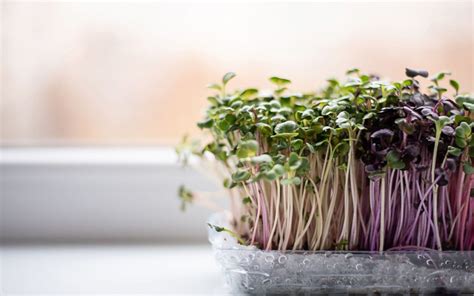 How To Grow Your Own Sprouts Stepping Stones Nutrition