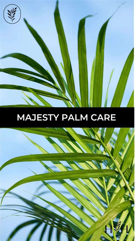 Majesty Palm Care 🌴 💧 Essentials For A Thriving Indoor Plant