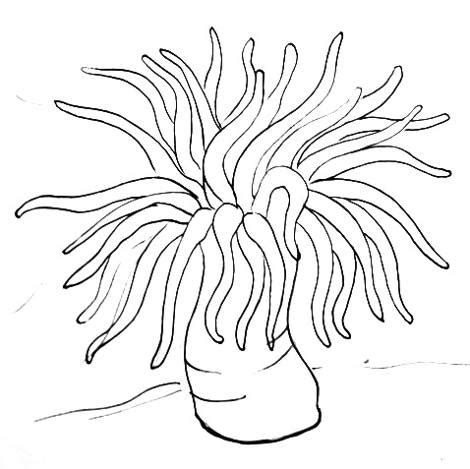Find & download free graphic resources for anemone flower. Anemone Coloring Page at GetColorings.com | Free printable ...