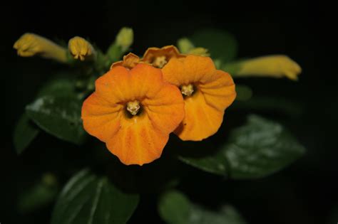 Colombia Flores De Colombia