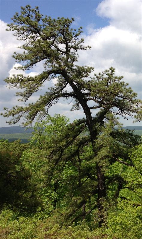 17 Common Types Of Pine Trees In Georgia Progardentips