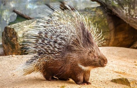 Find the perfect porcupine stock photos and editorial news pictures from getty images. Today is Porcupine Day! - Meigs Point Nature Center