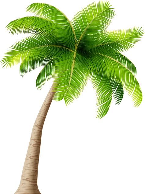 Palm Tree Clip Art Transparent Background Free Cliparting