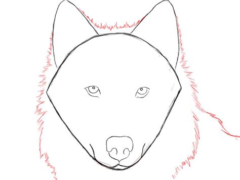 How To Draw A Wolf Step By Step Draw Central Wolf Drawing Step By