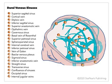 Neuroanatomy Dural Venous Sinuses Statpearls Ncbi Bookshelf