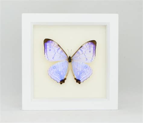 Framed Pearl Morpho Butterfly Framed Morpho Sulkowski