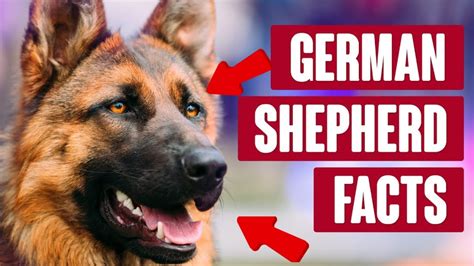 German Shepherds 10 Mind Blowing German Shepherd Facts You Never Knew