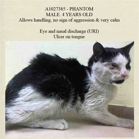 Welcome to our pet sitting rates page! *Pulled by ReeFuge Animal Rescue* TO BE DESTROYED 2/11/15 ...