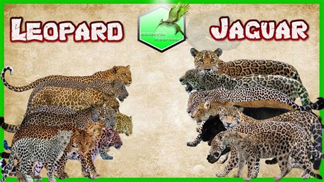 Leopard Vs Jaguar Comparison Size Lİvİng Extİnct Youtube
