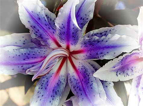 Cool Purple Lily Flower Images 2022 One Atlas