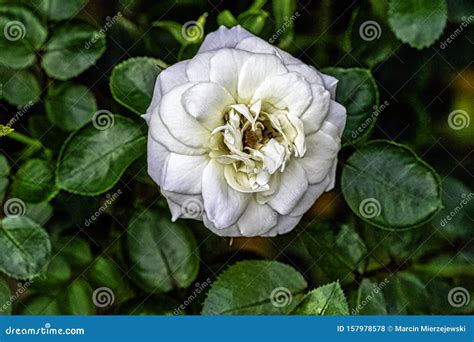 Rosa Chinensis Bekend Als China Of Chinese Roos Stock Foto Image Of