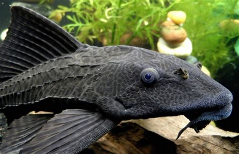 Species Of The Month Armored Catfish Coastal Angler And The Angler