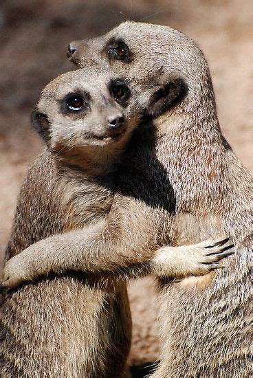 139 Best Images About Meerkats On Pinterest Namib Desert