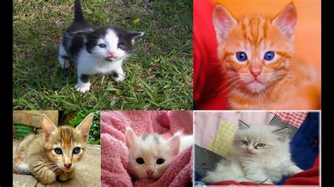Pictures Of Baby Kittens Newborn Kittens The Cutest