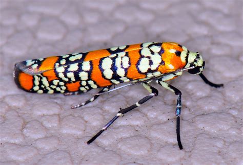 Ailanthus Webworm Moth Clipart 20 Free Cliparts Download Images On