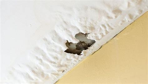 Why Termite Droppings From The Ceiling Should Make You Lose Your Sleep