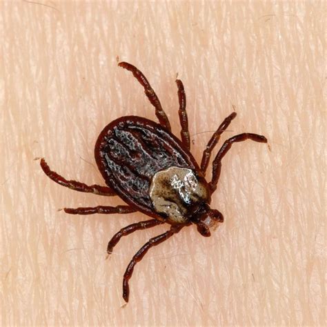 Can Brown Dog Ticks Attach To Humans