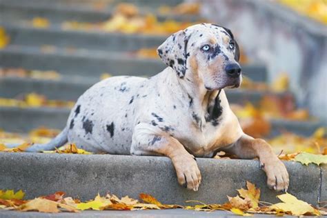 7 Best Catahoula Leopard Dog Breeders In Texas Catahoulas For Sale