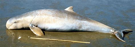 New Species Of Dolphin Found In Australia