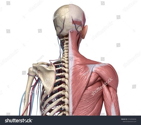 Human Torso Skeleton Muscles Veins Arteries Stock Illustration
