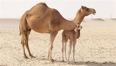 interesting facts about camels random fun facts