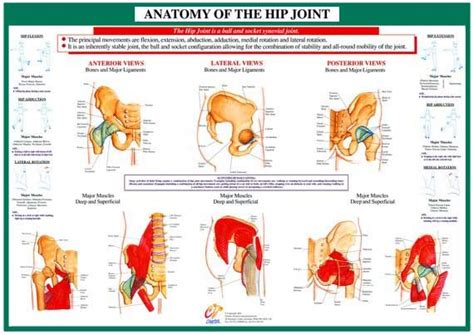 The Hip Is An Area Of The Body Dense With Bone Ligaments Tendons And