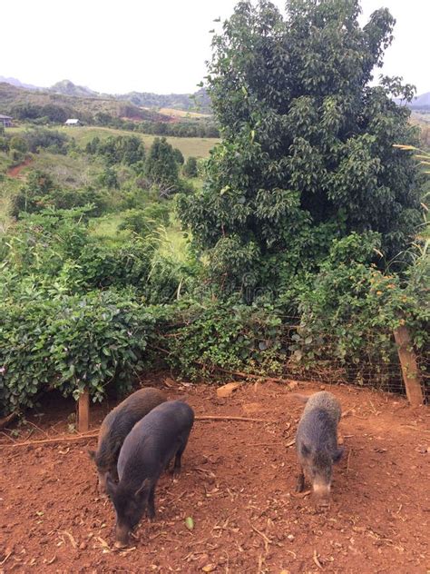 Pigs On Farm On Kauai Island Hawaii Stock Photo Image Of Wild Boar