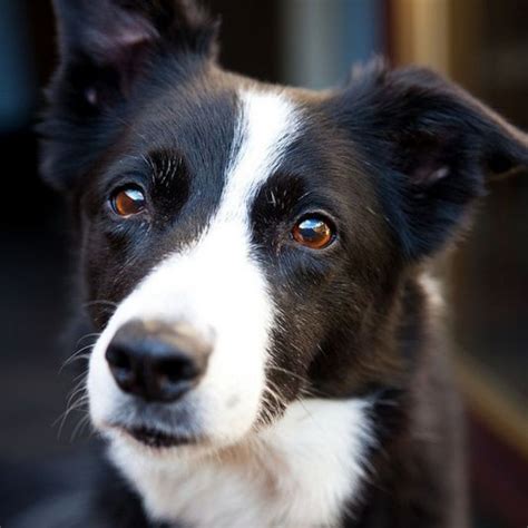 The 23 Cutest Pictures Of Short Haired Border Collies The Paws