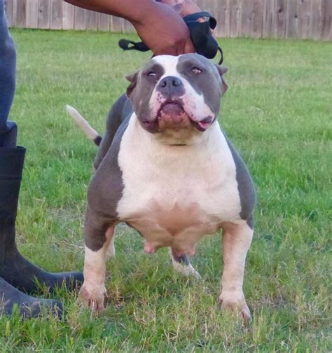 The american bully is similar to the american staffordshire terrier in that they were bred specifically for stability, loyalty, and improved physical characteristics and to diminish traits like the. XL AMERICAN BULLY PUPPIES FOR SALE Archives - Mugleston ...
