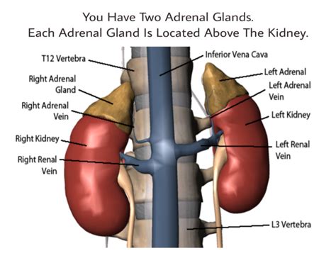 Where Are Your Adrenal Glands Located