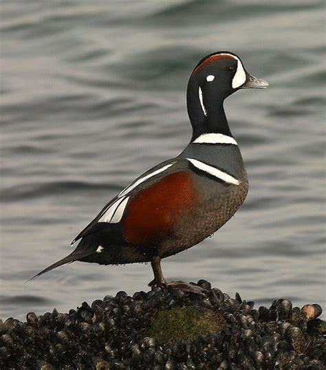 Harlequin Duck Histrionicus Histrionicus North America Greenland