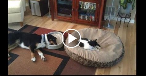 It's adorable to watch though! Hilarious Cats Stealing Dog Beds | Meowacat