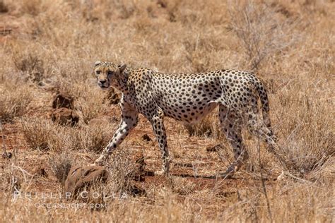 Cheetah Meru National Park Acinonyx Jubatus Photo Kenya 29665
