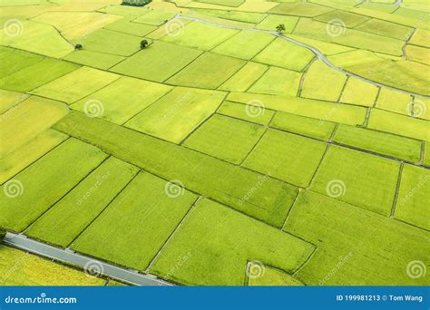 Aerial View Of Beautiful Rice Fields At Chishang Township Taitung