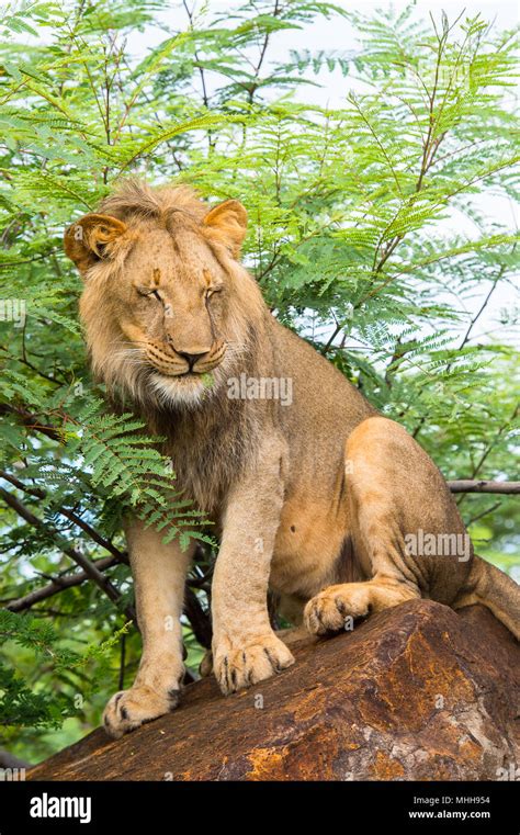Portrait Of A Lion In Zimbabwe Africa Stock Photo Alamy