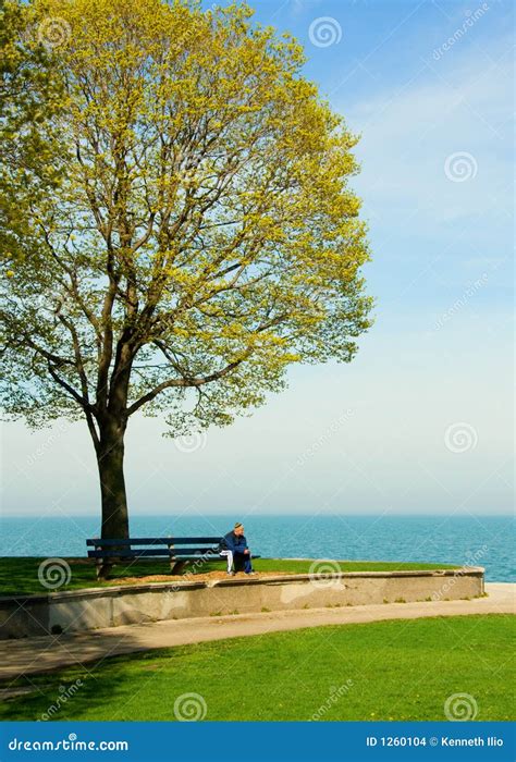 Bench 库存照片. 图片 包括有 春天, 芝加哥, 长凳, 放松, 结构树, 傲慢, 密执安 - 1260104