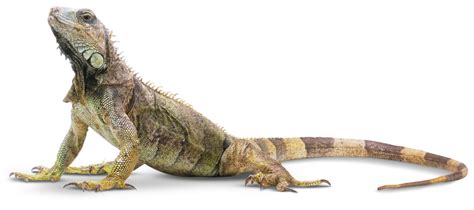What Is A Reptile Reptiles For Kids Dk Find Out