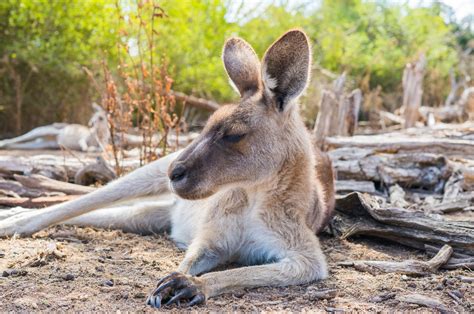 What Animals Look Like Kangaroos Peepsburghcom
