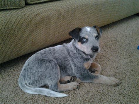 My Blue Heeler Puppy Finally Stood Still For One Picture Aww