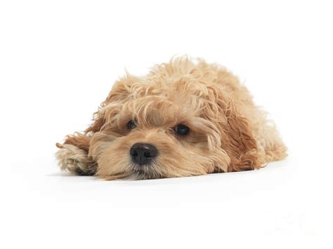 Download this cavapoo puppy photo now. Cockapoo Dog Isolated On White Background | Cockapoo dog ...