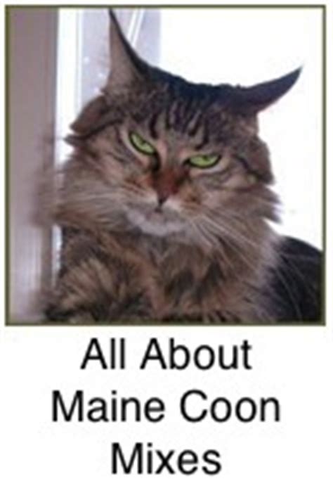 You may have also noticed these characteristics the maine coon is known for its large size and thick double coat of long hair which is well suited for the harsh winters in maine, the state from which they originated. Maine Coon Cats Exposed - The Characteristics, The Myths ...