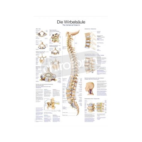 The Vertebral Column Anatomical Chart