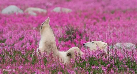 Photographer Captures Stunning Images Of Polar Bears Playing In Flower