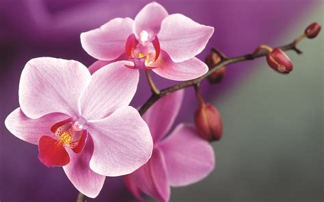 Flowers Pink Orchids Wallpaper 1920x1200 22993