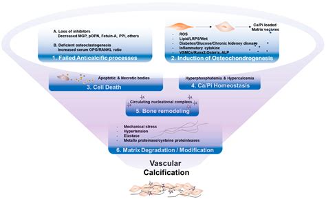 Ijms Free Full Text Vascular Calcification—new Insights Into Its