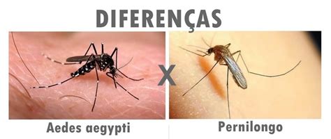 Encontradas Larvas Do Mosquito Da Dengue Em Ip Not Cias Prefeitura Municipal De Ip