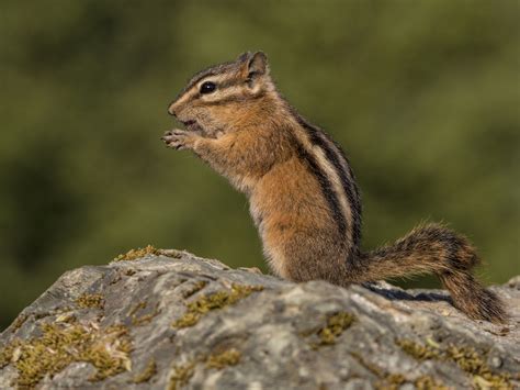 Chipmunk Control Removal Services Animal Control In Nyc And New Jersey