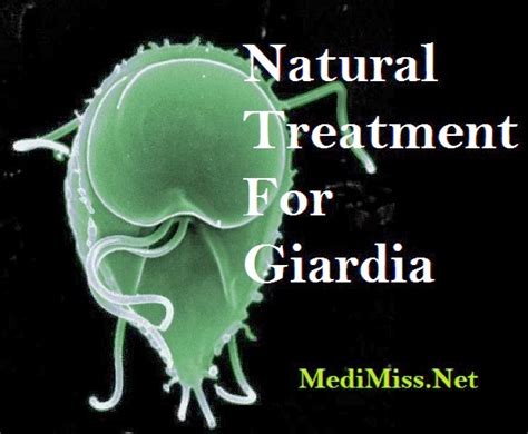 Home Remedies To Get Rid Of Lice Home Remedies Giardia
